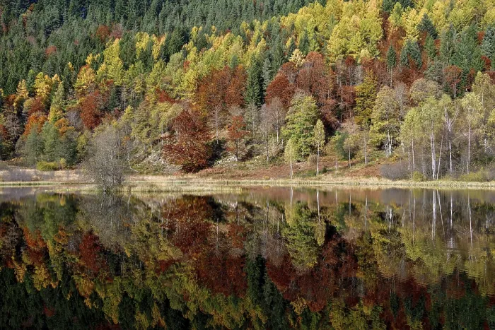 Framed Print : Trees Reflected in Sankenbachsee Print, Black Forest, Germany Framed Print : Trees Reflected in Sankenbachsee Print, Black Forest, Germany