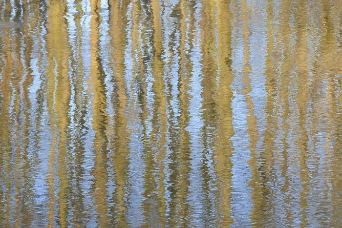 Framed Print : Trees Reflected on Undulating Water Surface Print, Germany Framed Print : Trees Reflected on Undulating Water Surface Print, Germany