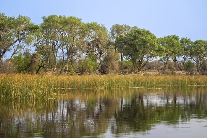 Framed Print : Trees Reflected in Water, Okavango Delta Print