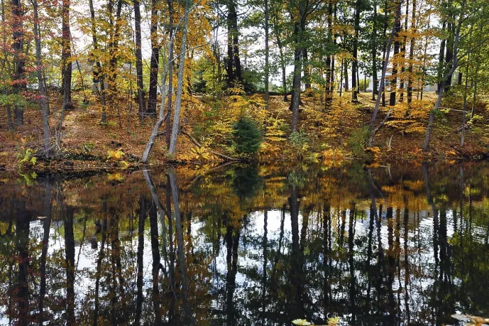Framed Print : Trees Reflected in Water Surface Print, Maine, USA Framed Print : Trees Reflected in Water Surface Print, Maine, USA