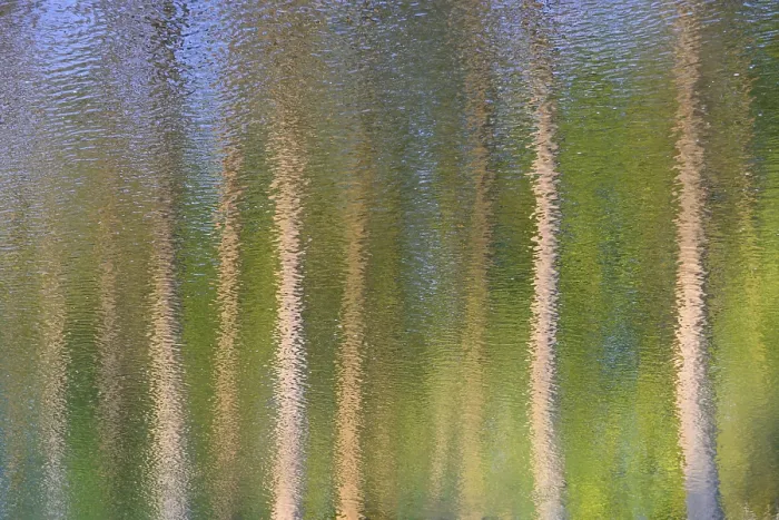 Framed Print : Trees reflected on a wavy water surface Print, Germany Framed Print : Trees reflected on a wavy water surface Print, Germany