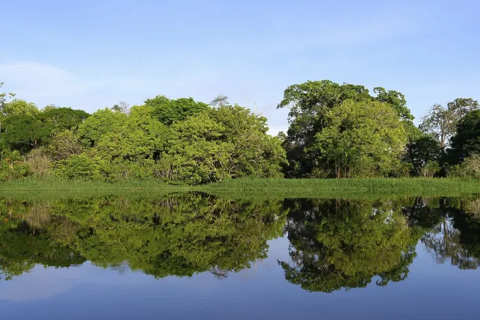 Framed Print : Amazon Tributary Print: Trees Reflecting in the Water Framed Print : Amazon Tributary Print: Trees Reflecting in the Water