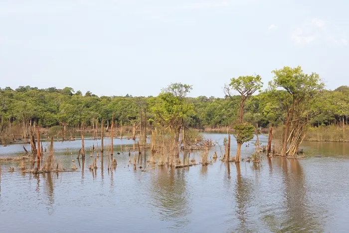 Framed Print : Trees in the Rio Amazonas Print, Manaus, Brazil Framed Print : Trees in the Rio Amazonas Print, Manaus, Brazil