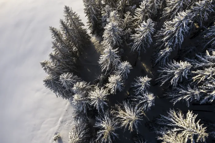 Framed Print : Trees from above with snow in winter, Print, Brixen im Thale Framed Print : Trees from above with snow in winter, Print, Brixen im Thale