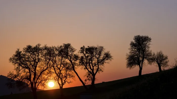 Framed Print : Trees in the Sunset Print, Moststraße, Lower Austria Framed Print : Trees in the Sunset Print, Moststraße, Lower Austria