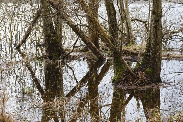 Framed Print : Trees in a swamp with reflection, Print, Muritz National Park, Germany Framed Print : Trees in a swamp with reflection, Print, Muritz National Park, Germany