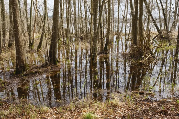 Framed Print : Trees in a Swamp with Reflection Print, Muritz National Park, Germany