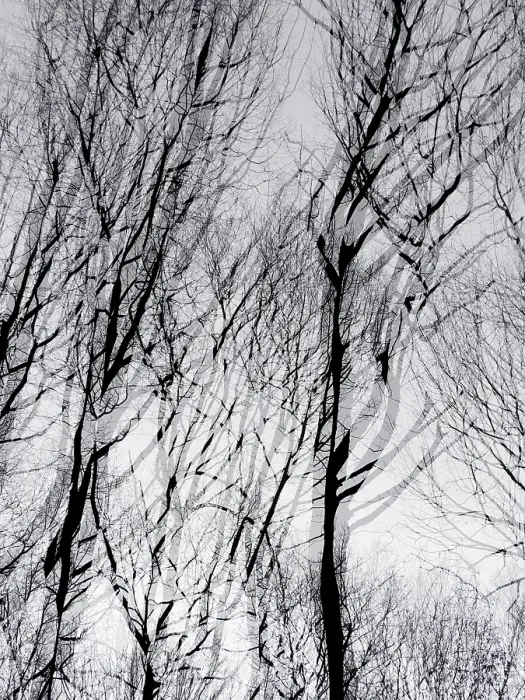 Framed Print : Trees in Winter, Double Exposure Print, Germany Framed Print : Trees in Winter, Double Exposure Print, Germany