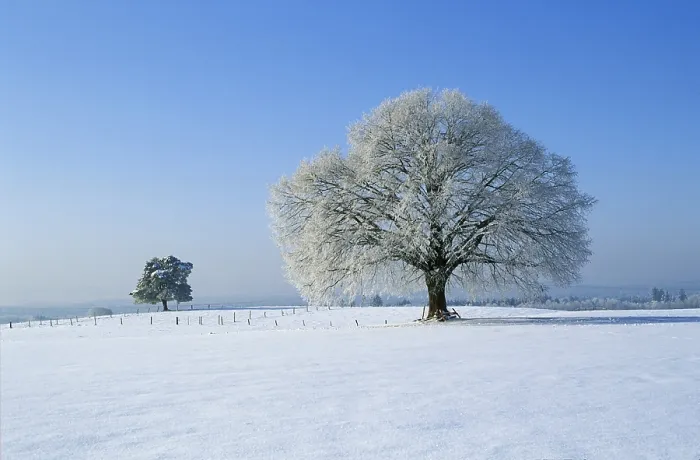 Framed Print : Germany Trees in Winter Print Framed Print : Germany Trees in Winter Print