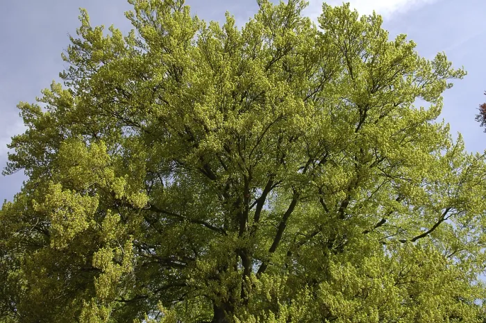 Framed Print : Fagus sylvatica Print - Treetop of a Common Beech