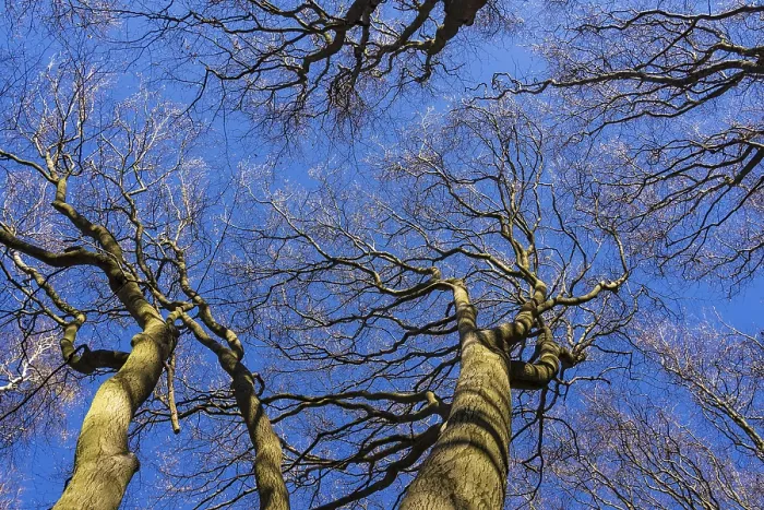 Framed Print : Treetops in Spring Print Framed Print : Treetops in Spring Print