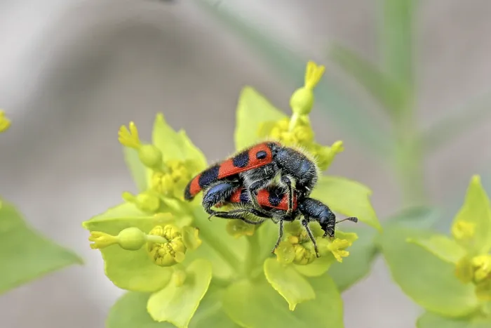 Framed Print : Trichodes apiarius Print, Bee Wolf Insect Image Framed Print : Trichodes apiarius Print, Bee Wolf Insect Image
