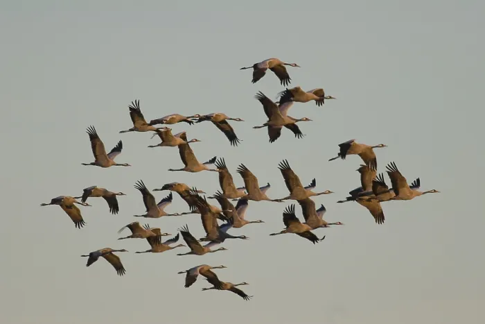 Framed Print : Troop of Cranes in Flight Print Framed Print : Troop of Cranes in Flight Print