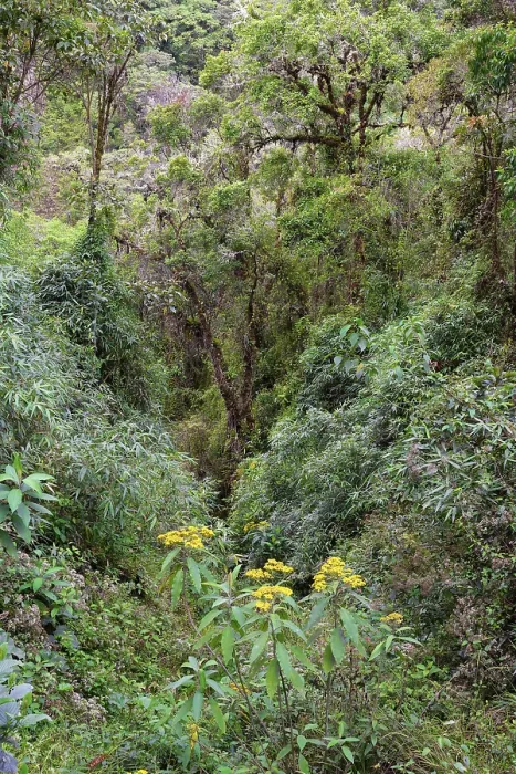Framed Print : Tropical Cloud Forest Landscape Print, Manu National Park, Peru Framed Print : Tropical Cloud Forest Landscape Print, Manu National Park, Peru