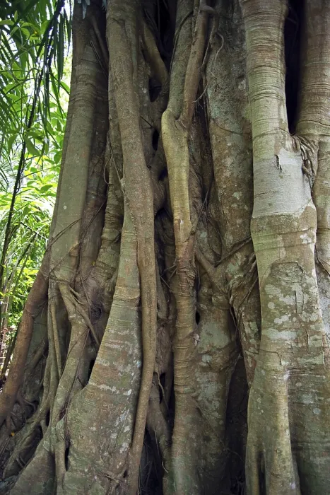Framed Print : Tropical Tree Print in Rainforest Framed Print : Tropical Tree Print in Rainforest