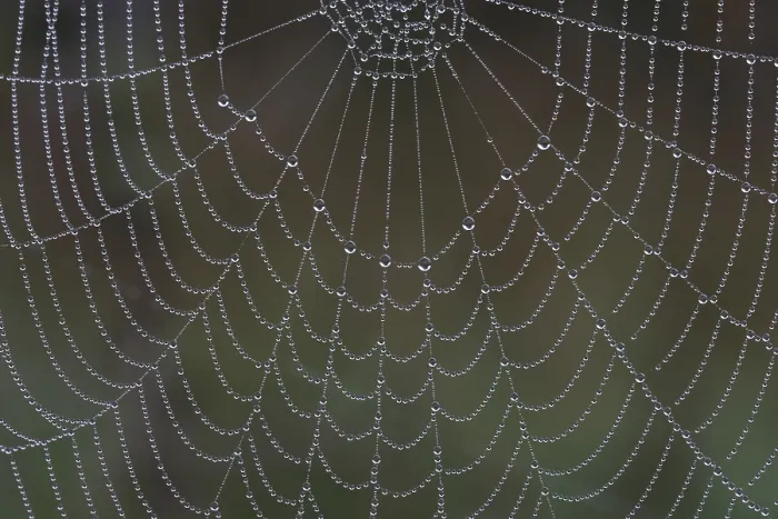 Framed Print : Tropics on Spider Web Print Framed Print : Tropics on Spider Web Print