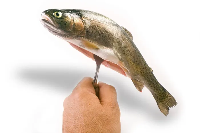 Framed Print : Trout on a Fork Print Framed Print : Trout on a Fork Print