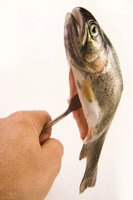 Framed Print : Trout on a Fork Print Framed Print : Trout on a Fork Print