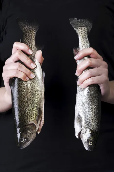 Framed Print : Trout Print - Freshwater Fish Image Framed Print : Trout Print - Freshwater Fish Image