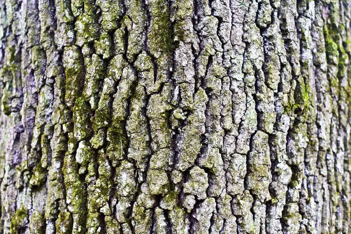 Framed Print : Oak Trunk Print, Quercus Bark Framed Print : Oak Trunk Print, Quercus Bark