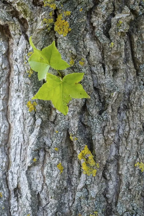 Framed Print : Maple-leaved Plane Tree Print Framed Print : Maple-leaved Plane Tree Print