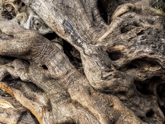 Framed Print : Print of Ancient Olive Tree Trunk in Palma, Majorca Framed Print : Print of Ancient Olive Tree Trunk in Palma, Majorca