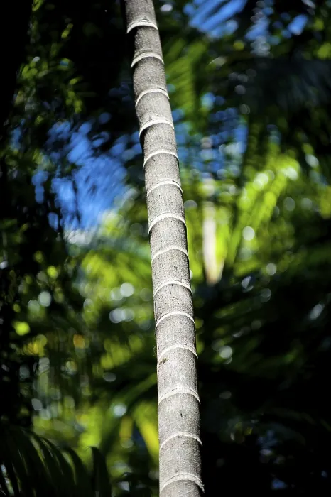 Framed Print : Exotic Palm Tree Trunk Print