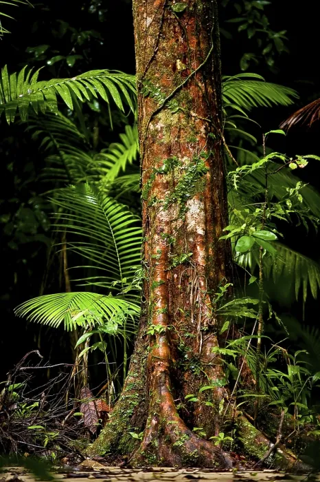 Framed Print : Tropical Tree Trunk Print, Atherton Tablelands, Queensland Framed Print : Tropical Tree Trunk Print, Atherton Tablelands, Queensland