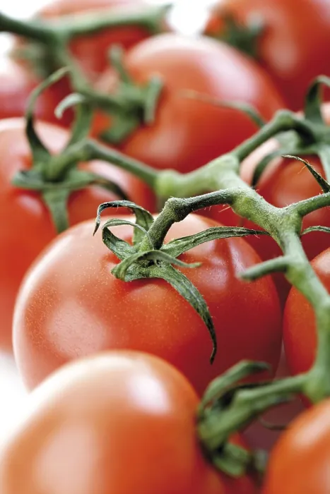 Framed Print : Truss of Tomatoes Print Framed Print : Truss of Tomatoes Print