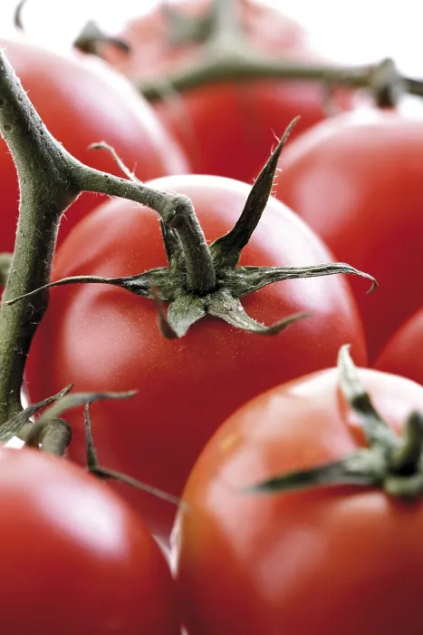 Framed Print : Tomato Truss Print Framed Print : Tomato Truss Print