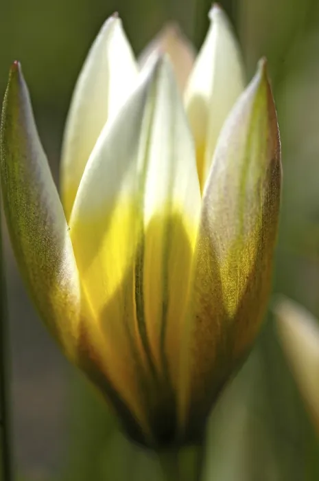 Framed Print : Tulip Print by ImageBROKER Framed Print : Tulip Print by ImageBROKER