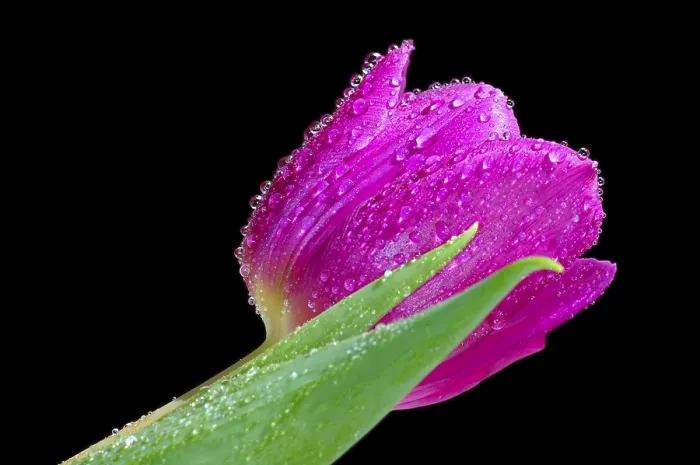 Framed Print : Tulip Print by ImageBROKER Framed Print : Tulip Print by ImageBROKER