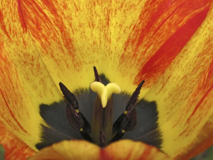 Framed Print : Tulip Detail Print Framed Print : Tulip Detail Print