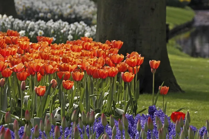 Framed Print : Tulip Bed Print Framed Print : Tulip Bed Print