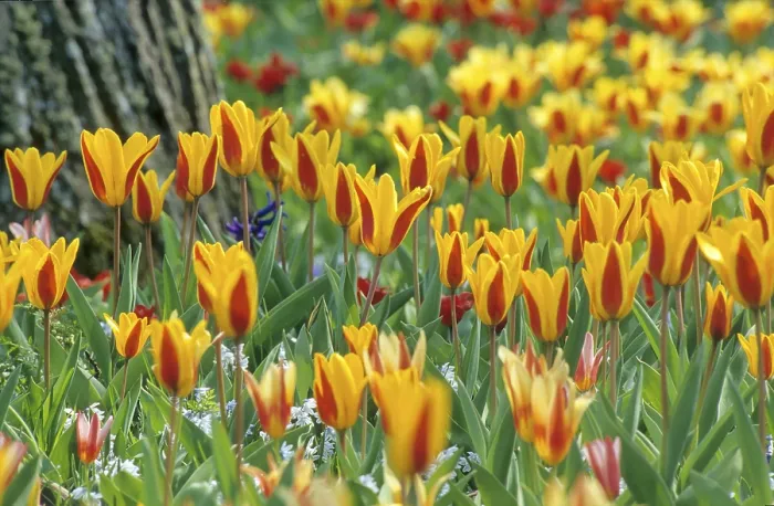 Framed Print : Tulip Bed in Spring Print Framed Print : Tulip Bed in Spring Print