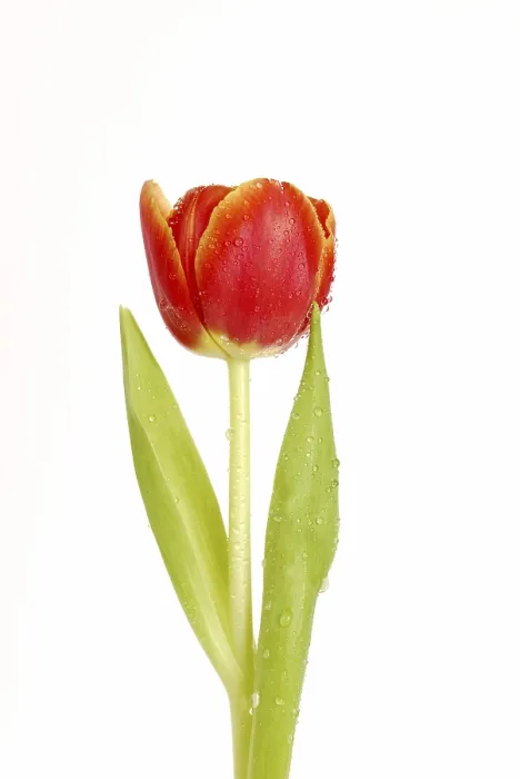 Framed Print : Tulip with drops of water Print Framed Print : Tulip with drops of water Print