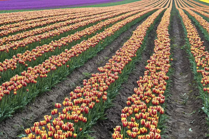 Framed Print : Tulip Field Print in Spring Framed Print : Tulip Field Print in Spring