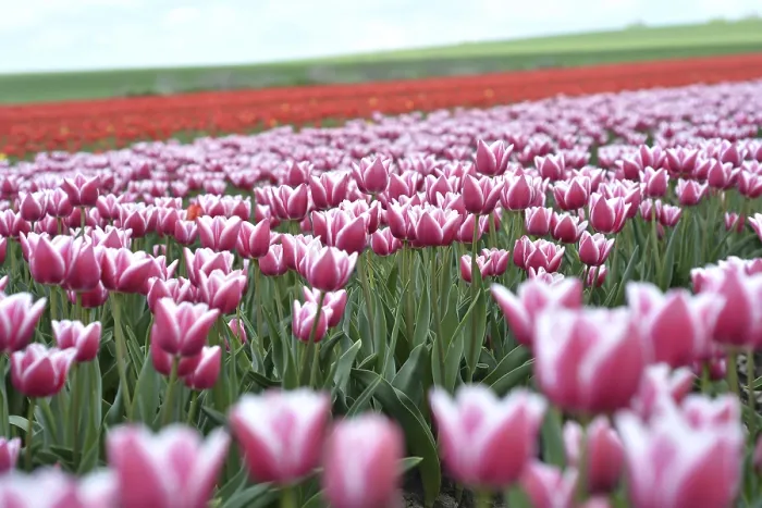Framed Print : Tulip Field in Spring Print Framed Print : Tulip Field in Spring Print