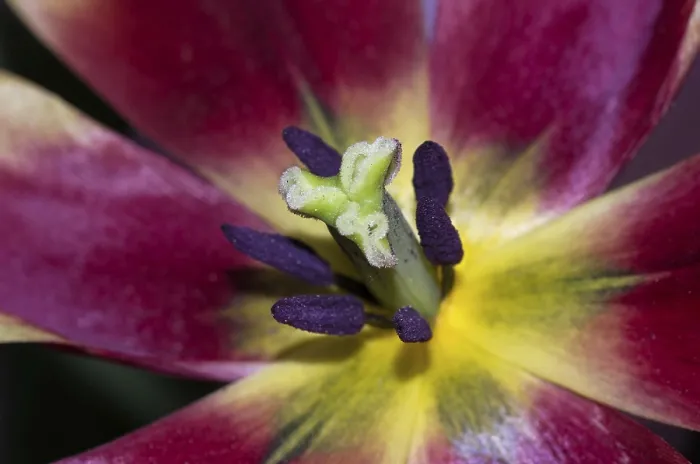 Framed Print : Tulip Open Print Framed Print : Tulip Open Print