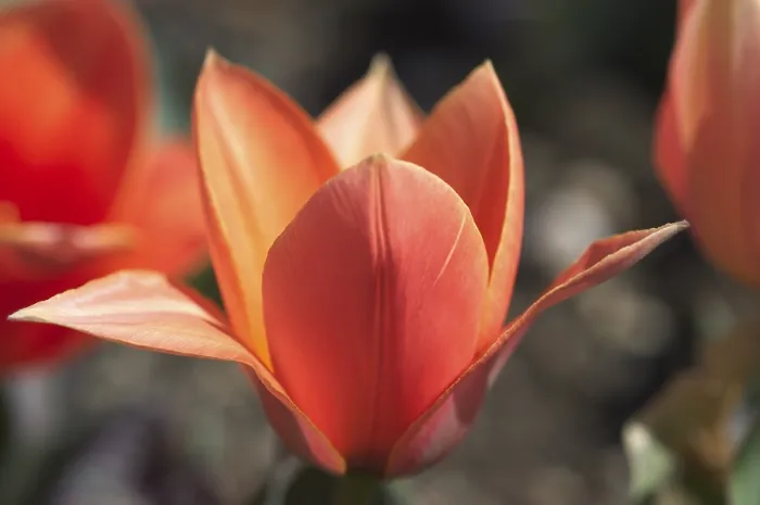 Framed Print : Tulip Tulipa Print Framed Print : Tulip Tulipa Print