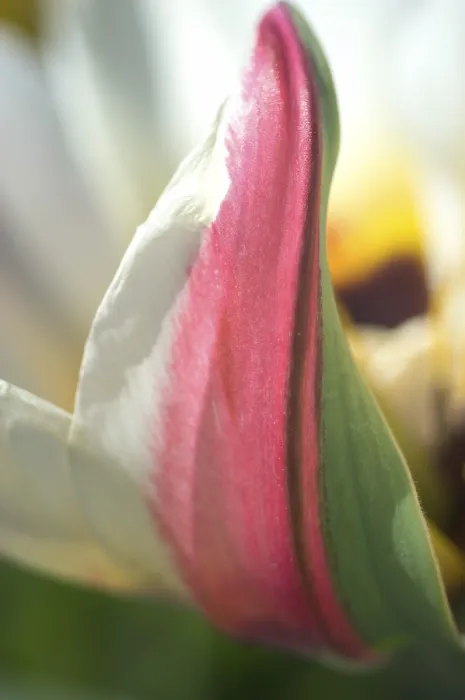 Framed Print : Tulip Tulipa Print Framed Print : Tulip Tulipa Print