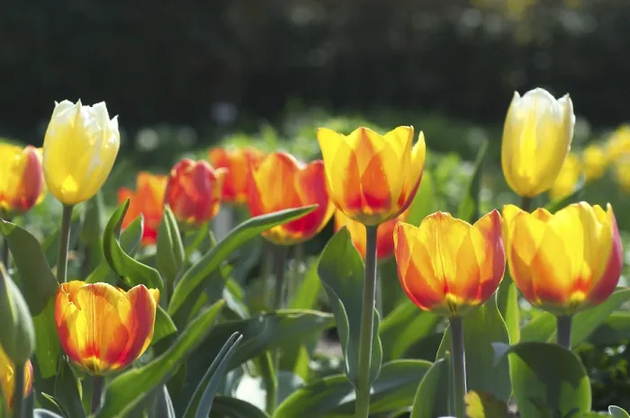Framed Print : Tulip Tulipa Print Framed Print : Tulip Tulipa Print