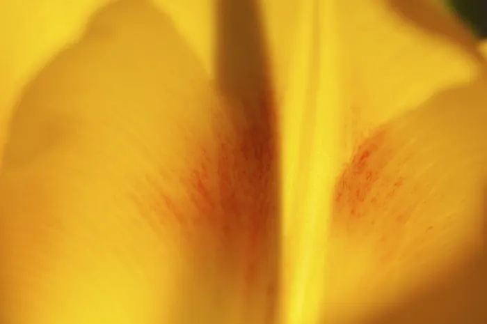 Framed Print : Tulip Tulipa Print in Full Bloom Framed Print : Tulip Tulipa Print in Full Bloom