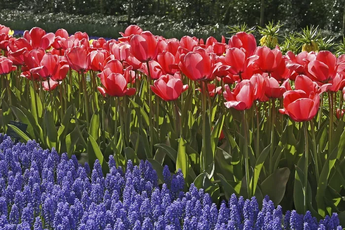 Framed Print : Print of Tulipa 'Pink Impression', Darwin Hybrid Tulip Framed Print : Print of Tulipa 'Pink Impression', Darwin Hybrid Tulip