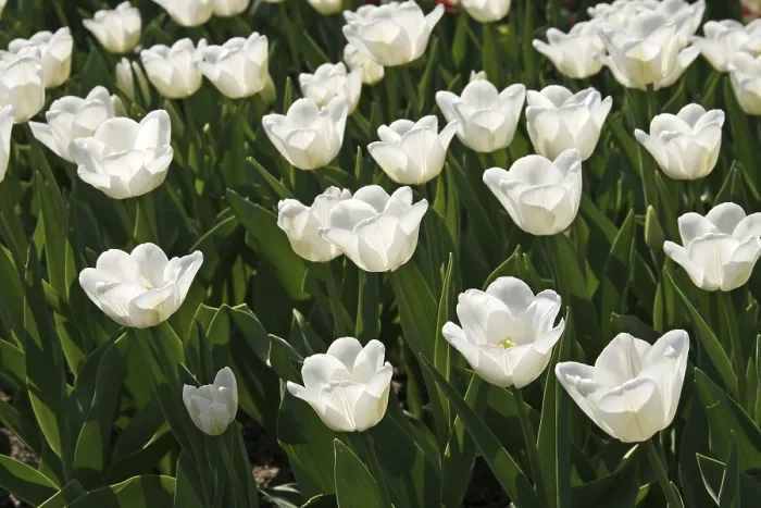 Framed Print : Print of Tulipa 'White Dream' Triumph Tulip Framed Print : Print of Tulipa 'White Dream' Triumph Tulip