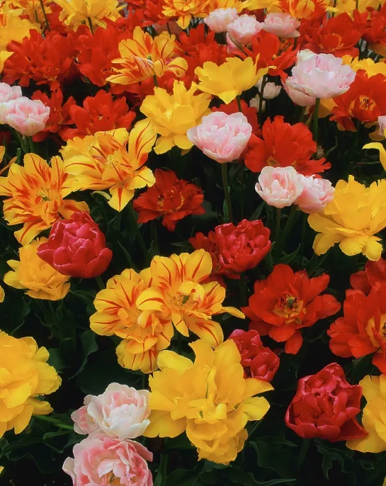 Framed Print : Tulips Print by ImageBROKER Framed Print : Tulips Print by ImageBROKER