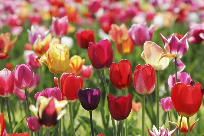 Framed Print : Tulips Print by ImageBROKER Framed Print : Tulips Print by ImageBROKER