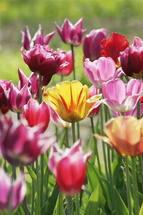 Framed Print : Tulips Print by ImageBROKER Framed Print : Tulips Print by ImageBROKER
