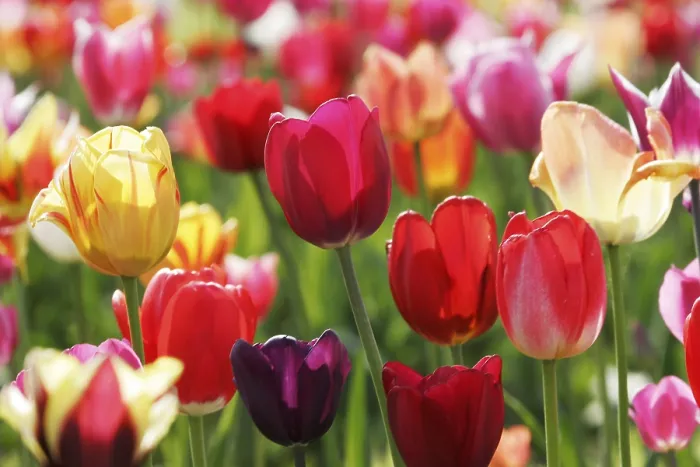 Framed Print : Tulips Print by ImageBROKER Framed Print : Tulips Print by ImageBROKER
