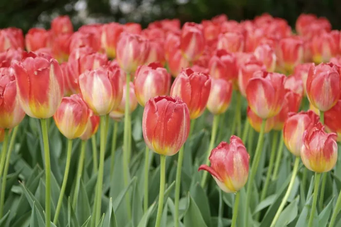 Framed Print : Tulips Print by ImageBROKER Framed Print : Tulips Print by ImageBROKER